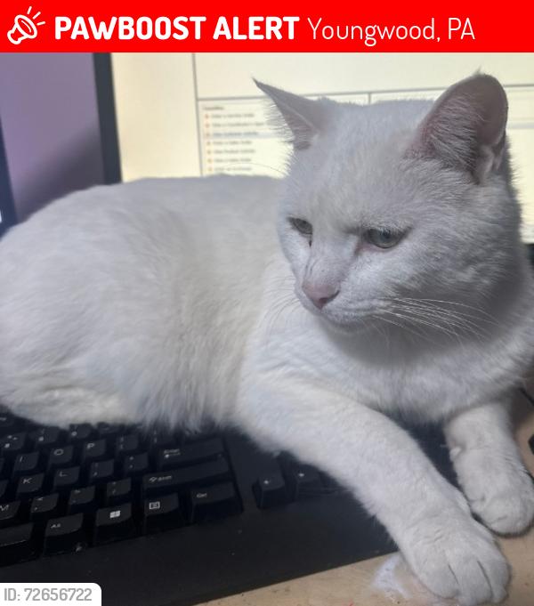 Lost Male Cat last seen Holly Cross Church , Youngwood, PA 15697