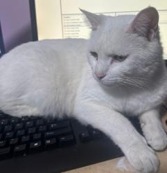 Lost Male Cat last seen Holly Cross Church , Youngwood, PA 15697