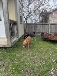 Found/Stray Female Dog last seen Near South Rossville senior living apmts , Rossville, GA 30741