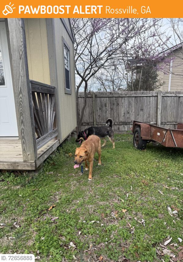 Found/Stray Female Dog last seen Near South Rossville senior living apmts , Rossville, GA 30741