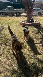Lost Male Dog last seen Caballero ave , Security-Widefield, CO 80911