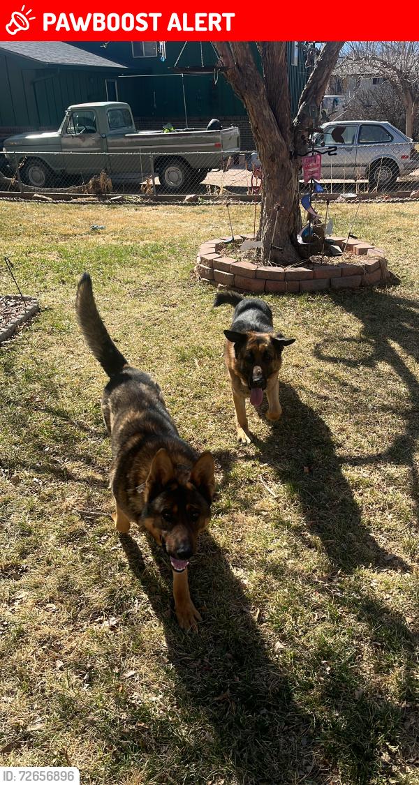 Lost Male Dog last seen Caballero ave , Security-Widefield, CO 80911