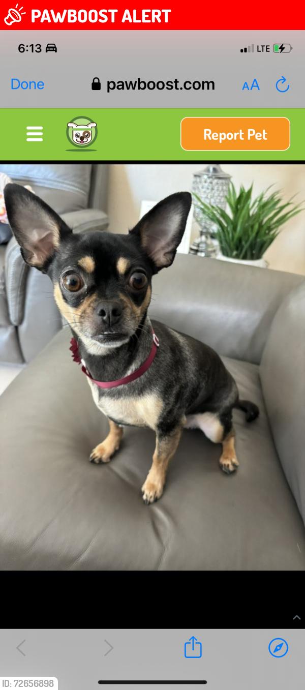 Lost Female Dog last seen Near Ave, Miami-Dade County, FL 33031