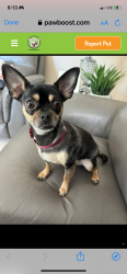 Lost Female Dog last seen Near Ave, Miami-Dade County, FL 33031