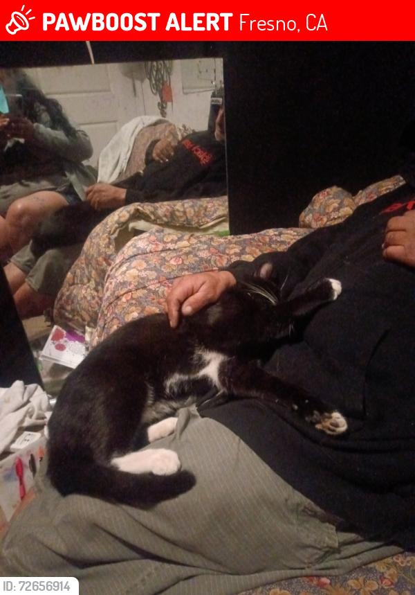 Lost Male Cat last seen Olive & 99, Fresno, CA 93728