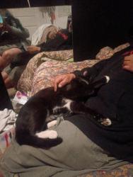 Lost Male Cat last seen Olive & 99, Fresno, CA 93728