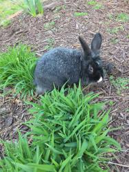Found/Stray Unknown Rabbit last seen Hwt 92, Woodstock, GA 30188