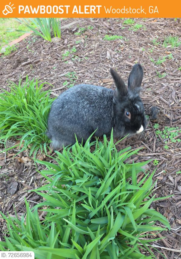 Found/Stray Unknown Rabbit last seen Hwt 92, Woodstock, GA 30188