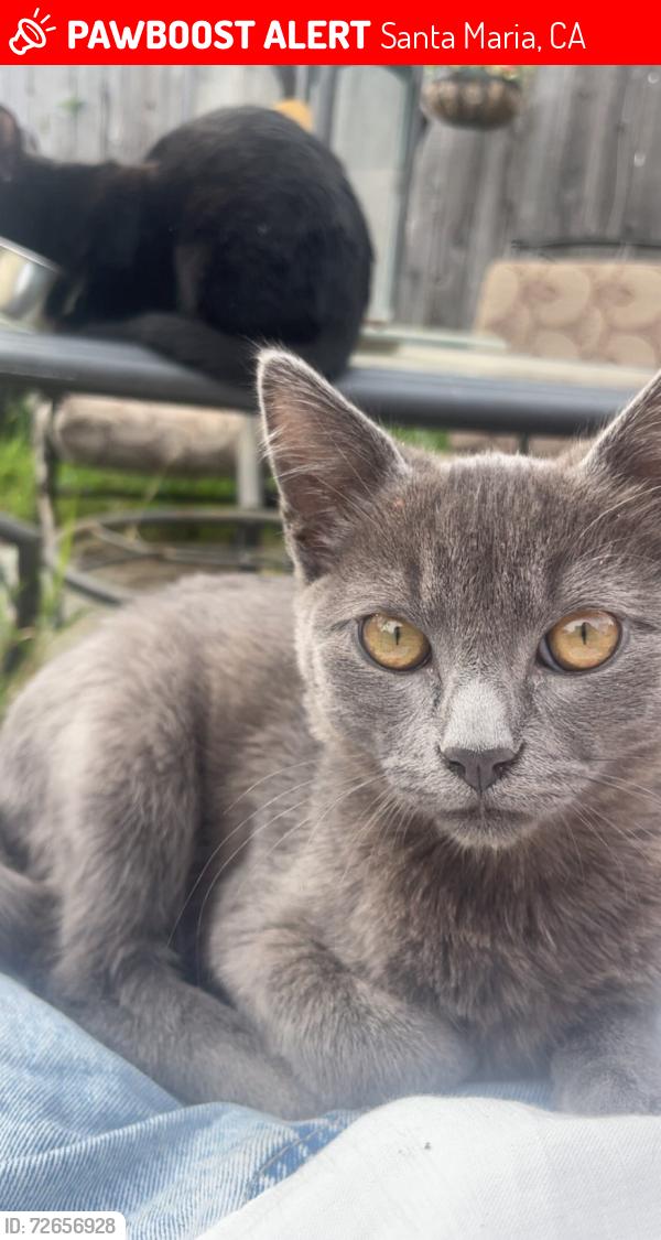 Lost Male Cat last seen Enos and broadway, Santa Maria, CA 93454