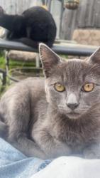 Lost Male Cat last seen Enos and broadway, Santa Maria, CA 93454