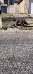 Found/Stray Male Dog last seen Tradewinds , Amarillo, TX 79103