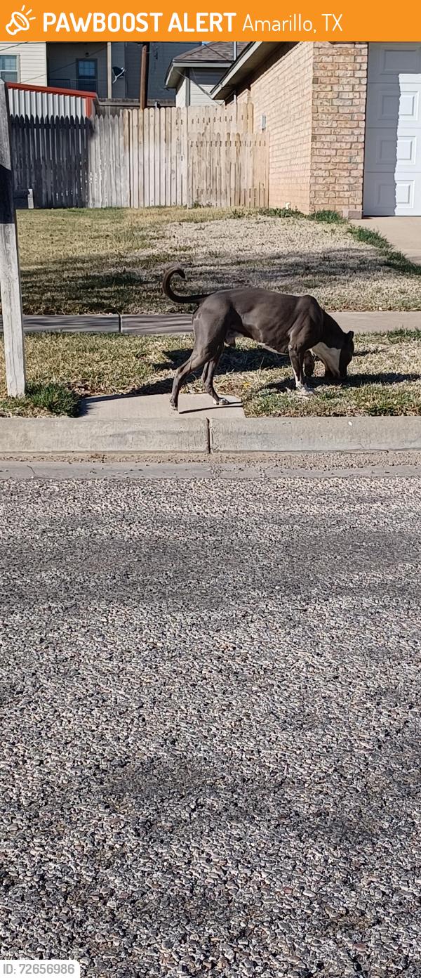 Found/Stray Male Dog last seen Tradewinds , Amarillo, TX 79103