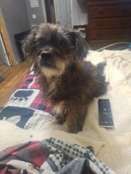 Lost Female Dog last seen Ellis street, Vonore, TN 37885