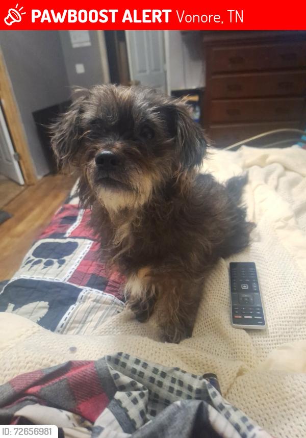 Lost Female Dog last seen Ellis street, Vonore, TN 37885
