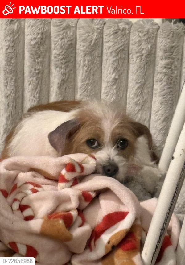 Lost Female Dog last seen Pankaw ln 33596, Valrico, FL 33596