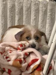 Lost Female Dog last seen Pankaw ln 33596, Valrico, FL 33596