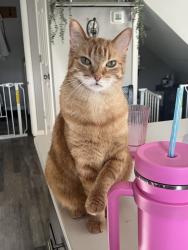 Lost Male Cat last seen Near sixth way e unit A , West Fargo, ND 58078