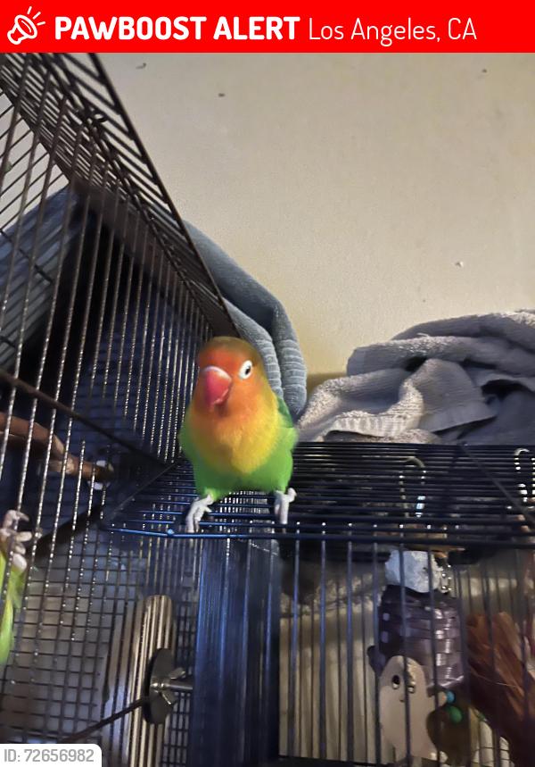Lost Male Bird last seen Normandie 2nd and 4th street and a 5 mile radius around the area, Los Angeles, CA 90020