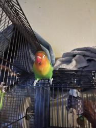 Lost Male Bird last seen Normandie 2nd and 4th street and a 5 mile radius around the area, Los Angeles, CA 90020