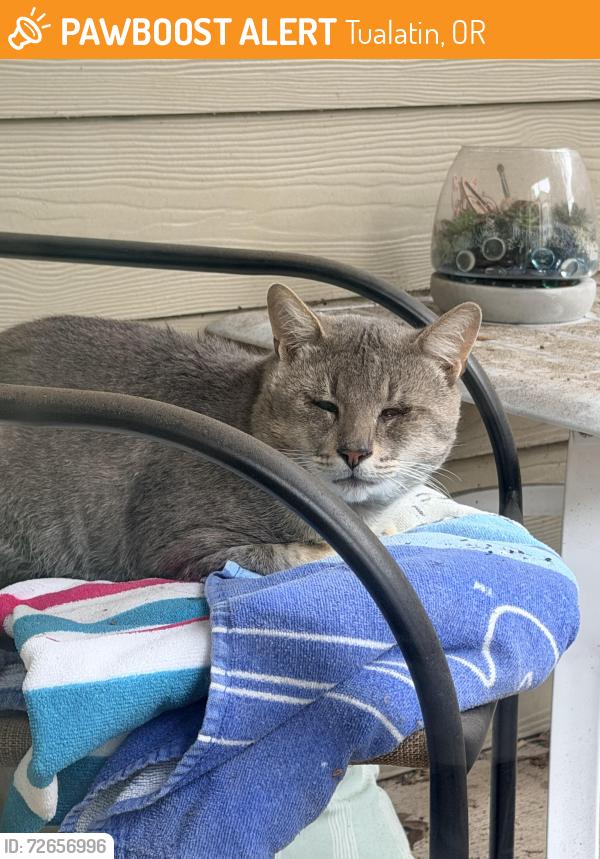 Found/Stray Unknown Cat last seen Timbers at Tualatin, Tualatin, OR 97062