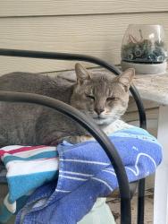 Found/Stray Unknown Cat last seen Timbers at Tualatin, Tualatin, OR 97062