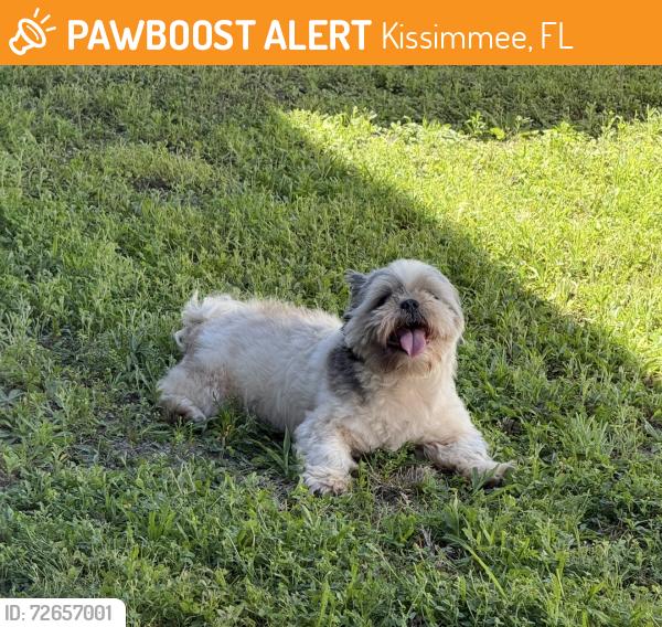 Found/Stray Male Dog last seen Kissimmee Lakefront, Kissimmee, FL 34744