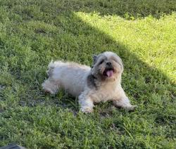 Found/Stray Male Dog last seen Kissimmee Lakefront, Kissimmee, FL 34744
