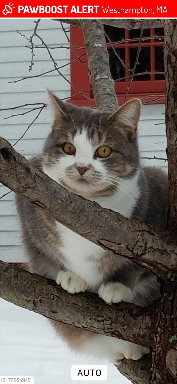 Lost Female Cat last seen Chesterfield, MA / Westhampton, MA town line, Chesterfield, MA 01012