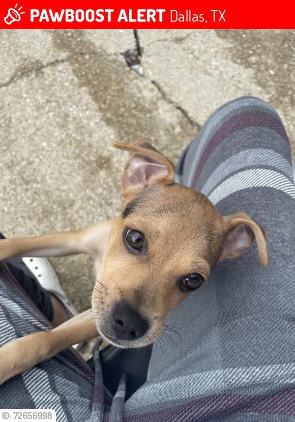 Lost Male Dog last seen Ferguson Park, Gross St, Williams Way Ln st, Dallas, TX 75228