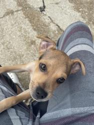 Lost Male Dog last seen Ferguson Park, Gross St, Williams Way Ln st, Dallas, TX 75228