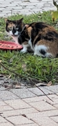 Found/Stray Female Cat last seen Wyndemere , Naples, FL 34105