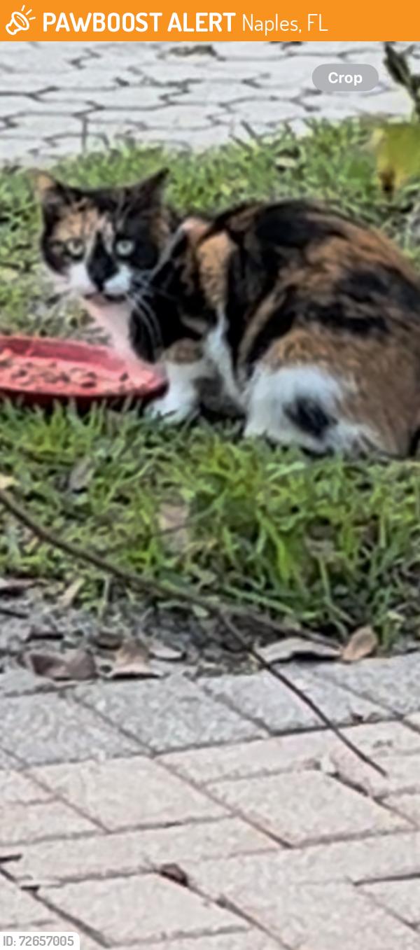 Found/Stray Female Cat last seen Wyndemere , Naples, FL 34105