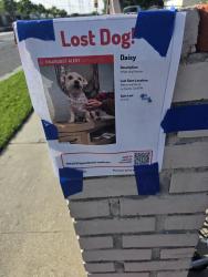 Found/Stray Female Dog last seen Amar Glen Veterinary hosp, La Puente, CA 91744
