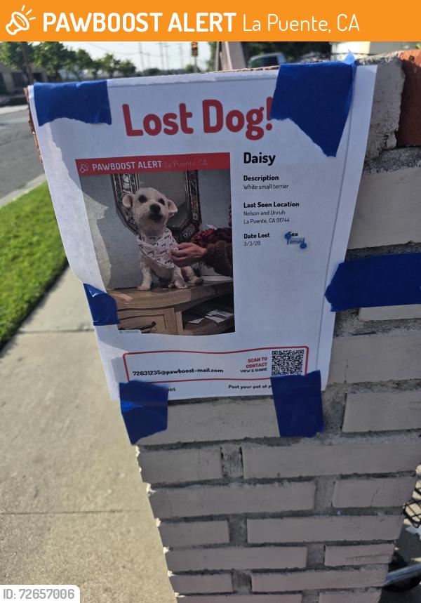 Found/Stray Female Dog last seen Amar Glen Veterinary hosp, La Puente, CA 91744