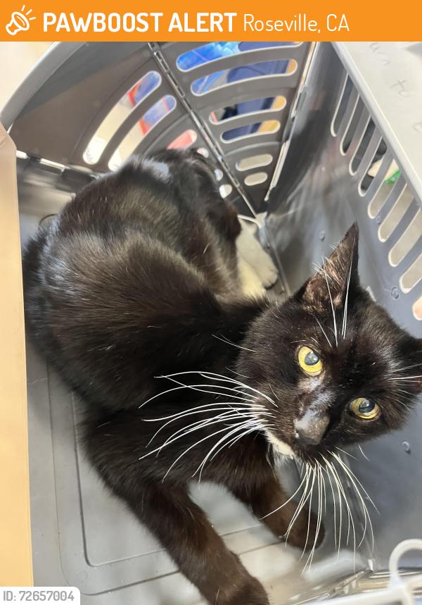 Found/Stray Male Cat last seen Carmel Ave , Roseville, CA 95678