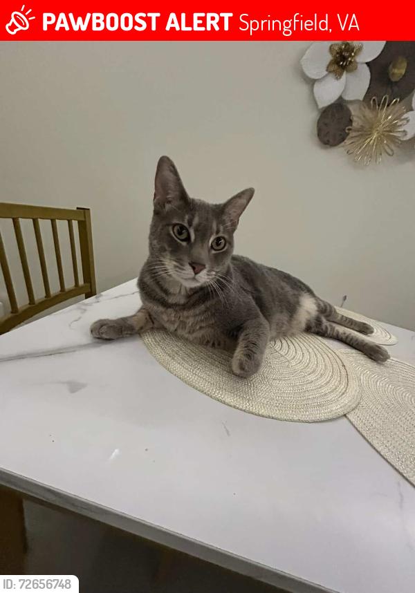 Lost Male Cat last seen Sterling Grove Dr Springfield, VA 22150, Springfield, VA 22150