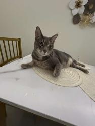 Lost Male Cat last seen Sterling Grove Dr Springfield, VA 22150, Springfield, VA 22150