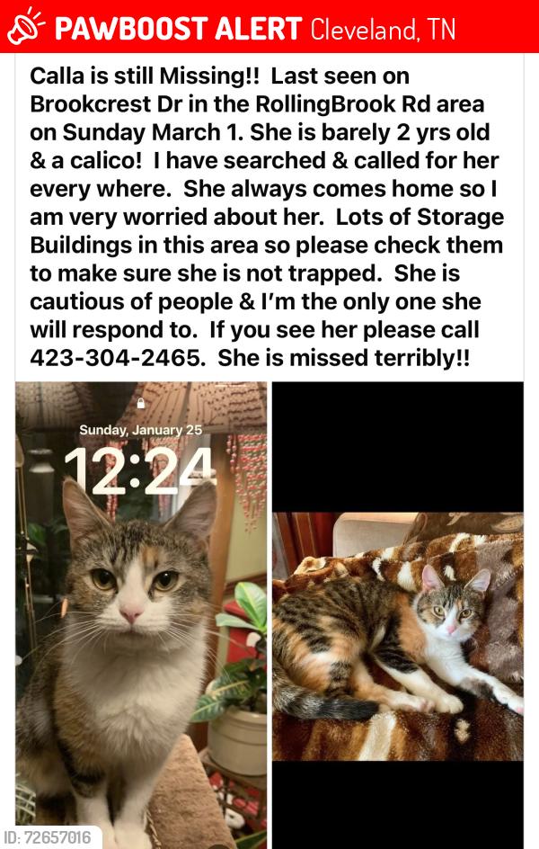 Lost Female Cat last seen Brookcrest Dr NE , Cleveland, TN 37323