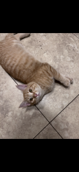 Lost Male Cat last seen Near E Mclellan Rd, Mesa, AZ 85201
