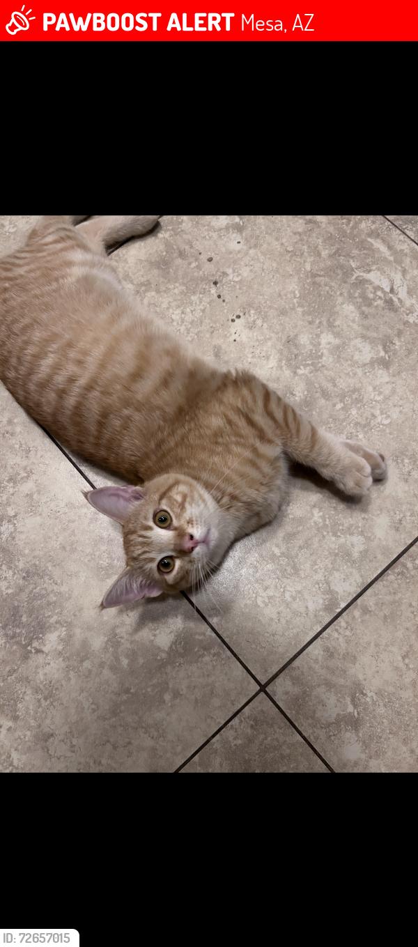 Lost Male Cat last seen Near E Mclellan Rd, Mesa, AZ 85201