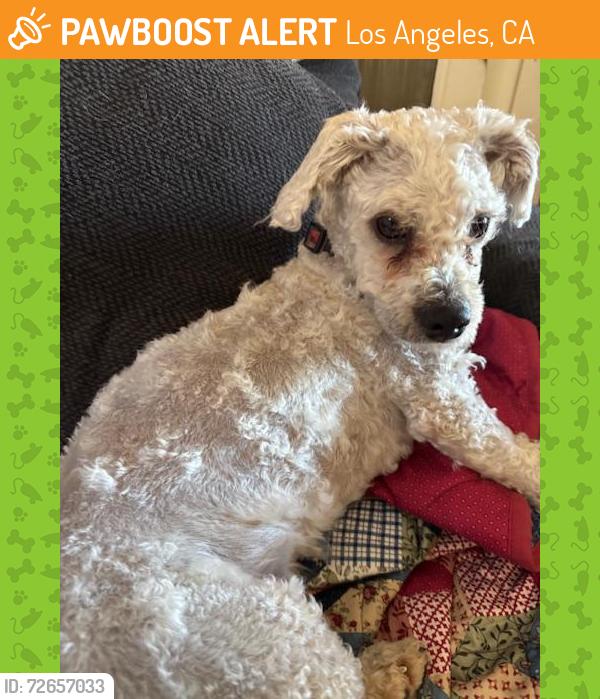 Found/Stray Female Dog last seen Woodale Ave and Filmore, Los Angeles, CA 91331