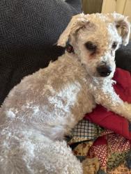 Found/Stray Female Dog last seen Woodale Ave and Filmore, Los Angeles, CA 91331