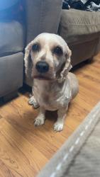 Found/Stray Male Dog last seen Alafaya, Orlando, FL 32826