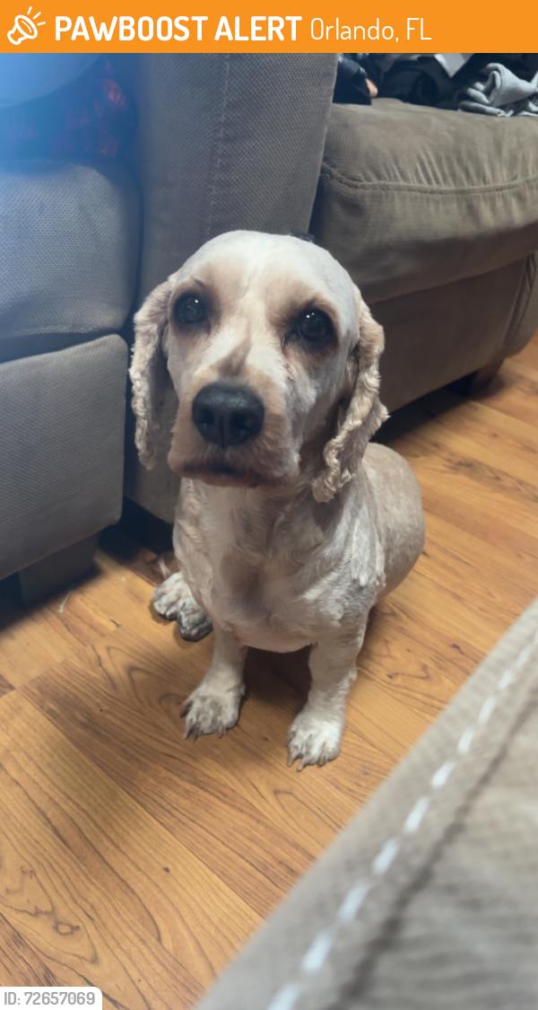Found/Stray Male Dog last seen Alafaya, Orlando, FL 32826