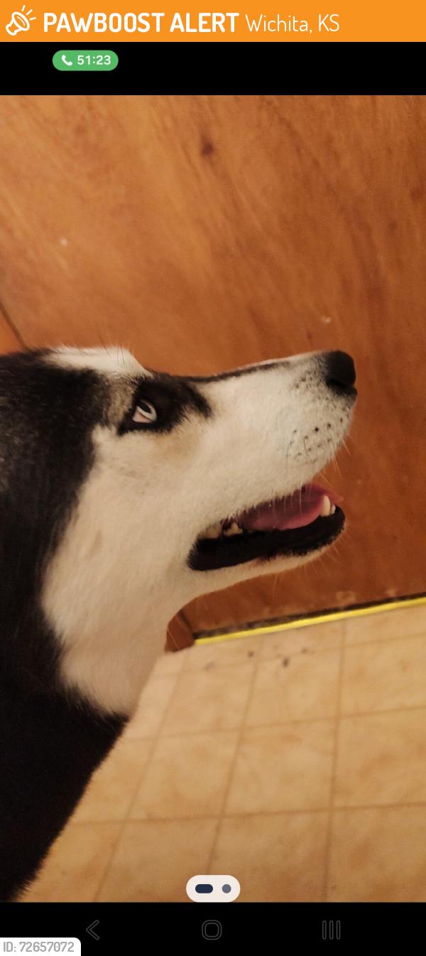 Found/Stray Male Dog last seen N anna st, Wichita, KS 67212