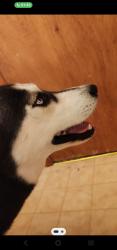 Found/Stray Male Dog last seen N anna st, Wichita, KS 67212