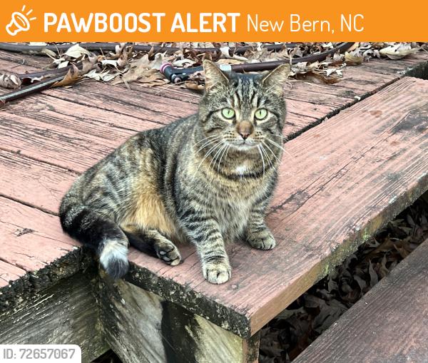 Found/Stray Unknown Cat last seen Greenbrier , New Bern, NC 28562