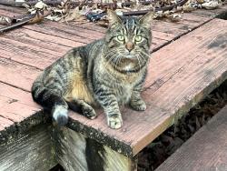 Found/Stray Unknown Cat last seen Greenbrier , New Bern, NC 28562