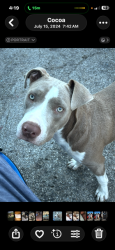Lost Female Dog last seen clearlake rd cocoa fla, Cocoa, FL 32922