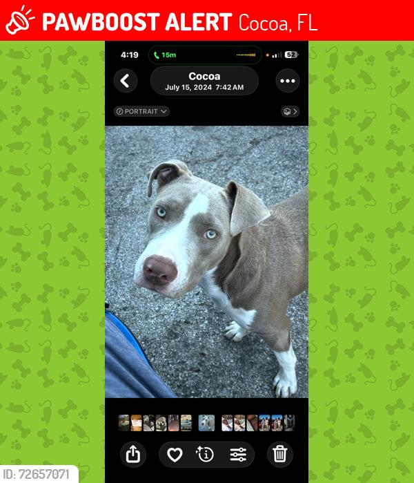 Lost Female Dog last seen clearlake rd cocoa fla, Cocoa, FL 32922